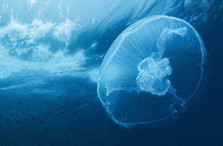 Jellyfish