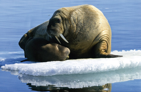 Walrus Mother and pup